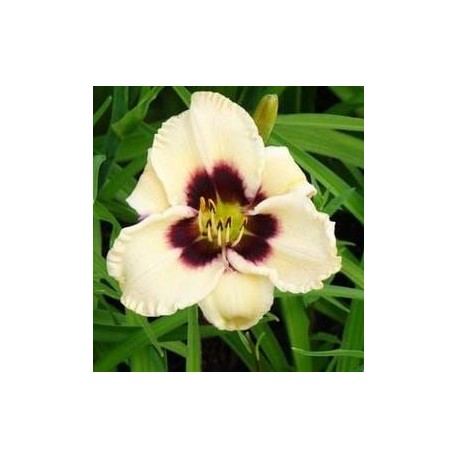 DAGLILJA 'PIANO MAN'