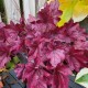 ALUNROT 'WILD ROSE’