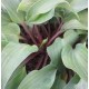 FUNKIA 'RED CADET’