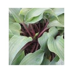 FUNKIA 'RED CADET’