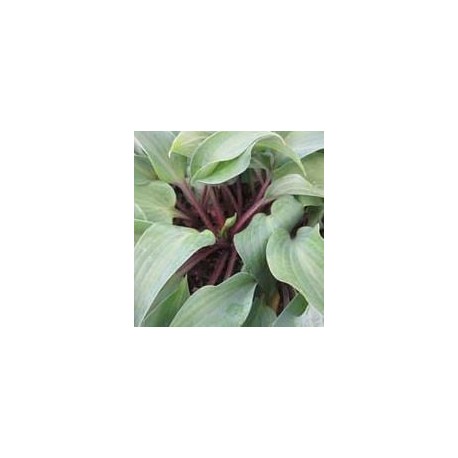 FUNKIA 'RED CADET’