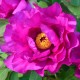 ITOH PION ’PURPLE SENSATION’