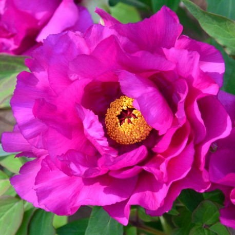 ITOH PION ’PURPLE SENSATION’