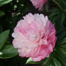 LUKTPION ’JOKER’