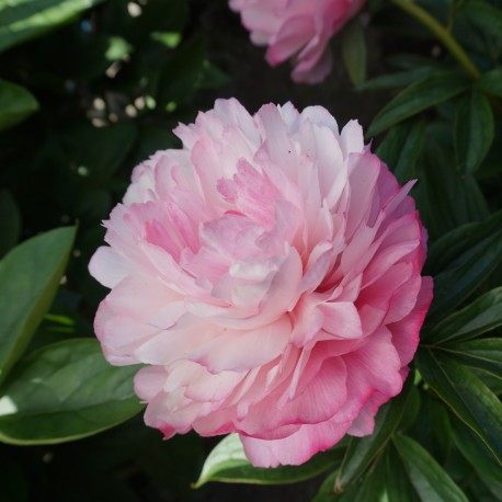 LUKTPION ’JOKER’