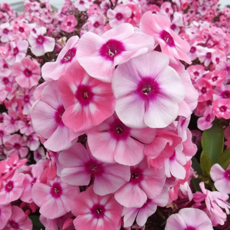 HÖSTFLOX ‘LARISSA’