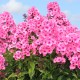 HÖSTFLOX ‘LARISSA’
