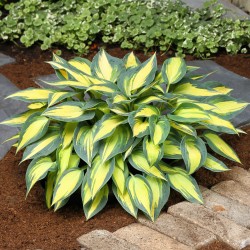 FUNKIA ‘MAGIC ISLAND’