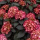 HORTENSIA ECLIPSE® buske