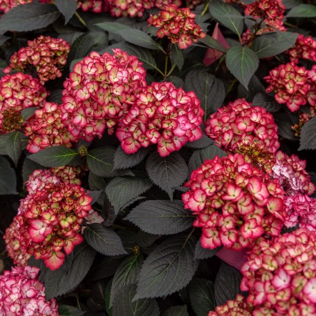 HORTENSIA ECLIPSE® buske