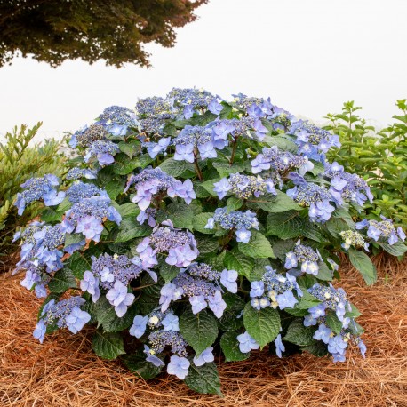 HORTENSIA Endless Summer POP STAR® buske