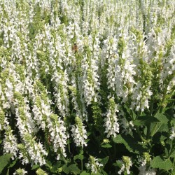 STÄPPSALVIA VIT 'SCHNEEHÜGEL'