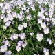 BUKETTVIOL 'ULLAS FAVORIT' 1-PACK