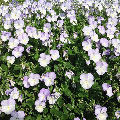 BUKETTVIOL 'ULLAS FAVORIT' 1-PACK