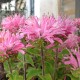 TEMYNTA 'PINK FROSTING’