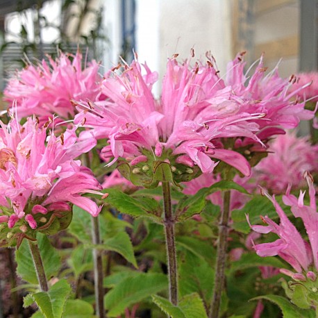 TEMYNTA 'PINK FROSTING’