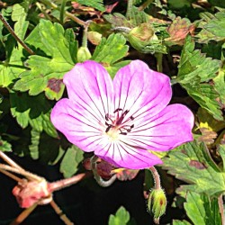 PARNÄVA 'KELLY ANNE'