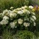 VIDJEHORTENSIA FLOWERWOW® buske