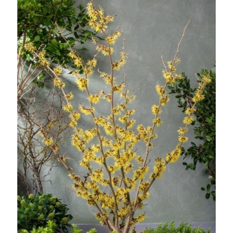 HYBRIDTROLLHASSEL 'PALLIDA' buske