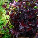 SMÄLLSPIREA ALL BLACK buske