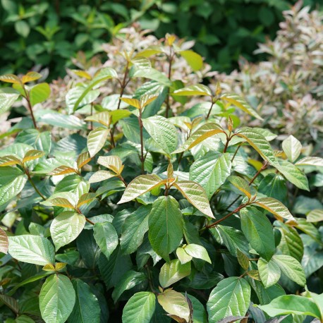 PRYDNADSOLVON SHINY DANCER® buske