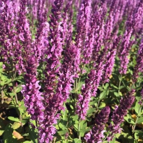 STÄPPSALVIA ’SENSATION DEEP ROSE’