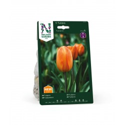TULPAN 'Tulipan' Orange 5 st lök/fp