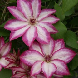 KLEMATIS 'PICOTEE'