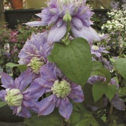 KLEMATIS 'BLUE LIGHT'
