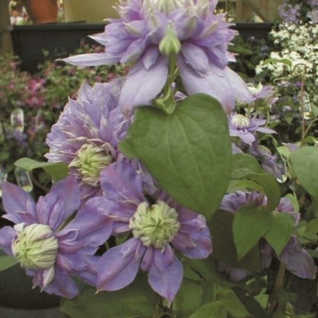 KLEMATIS 'BLUE LIGHT'