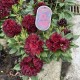 RHODODENDRON ’BLACK WIDOW’ buske