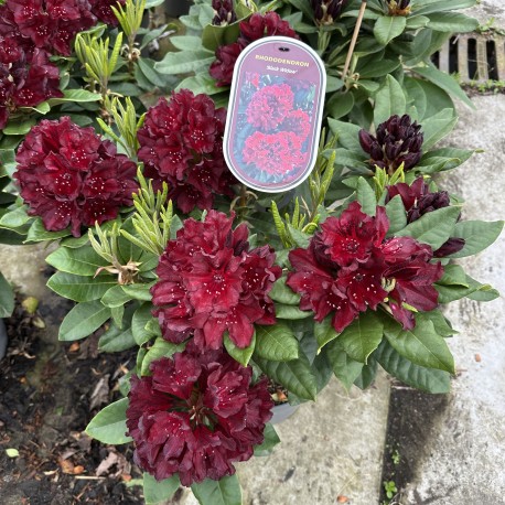RHODODENDRON ’BLACK WIDOW’ buske