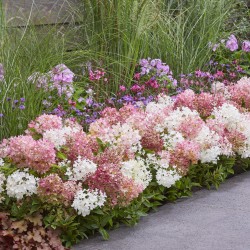 VIPPHORTENSIA GROUNDBREAKER® BLUSH buske