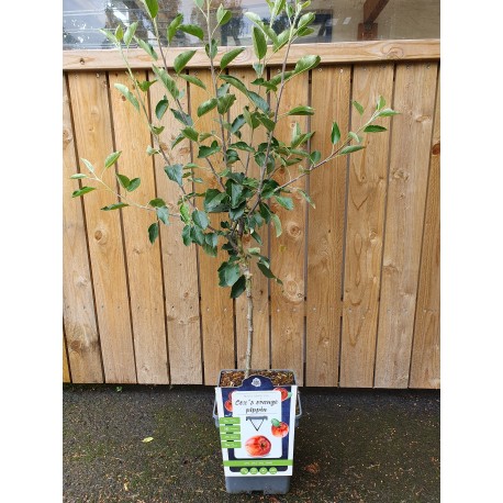 ÄPPLE 'COX’S ORANGE PIPPIN'