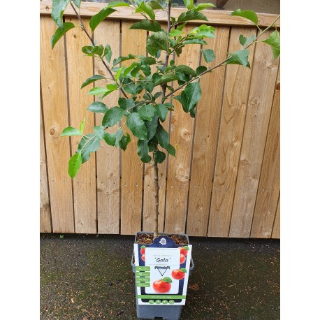 ÄPPLE 'GALA'