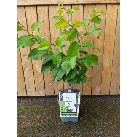 SÖTKÖRSBÄR ’LAPINS’