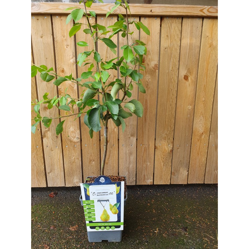 PÄRONTRÄD ’ALEXANDER LUKAS’ (Lev. ej bekr.) - Horto Green AB