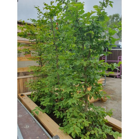 AVENBOK Horto Green Färdig Häck™