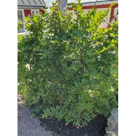 BOK Horto Green Färdig Häck™