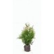 THUJA 'BRABANT' 80-100 cm co 4,5 L 1-pack