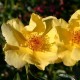 LEMON FIZZ ros