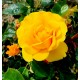 FRIENDSHIP FOREVER ros Plant'n'Relax®