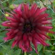 DAHLIA 'BLACK NARCISSUS' 1-pack