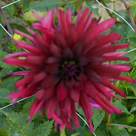 DAHLIA 'BLACK NARCISSUS' 1-pack