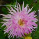 DAHLIA 'DUTCH EXPLOSION' 1-pack