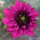 DAHLIA 'PURPLE HAZE' 1-pack