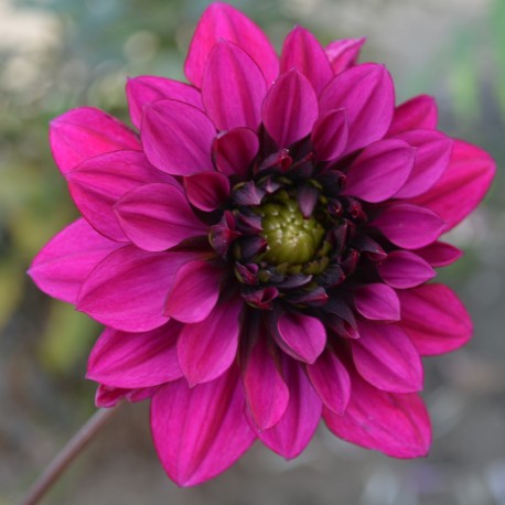 DAHLIA 'PURPLE HAZE' 1-pack