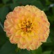 DAHLIA 'SUNNY BOY' 1-pack