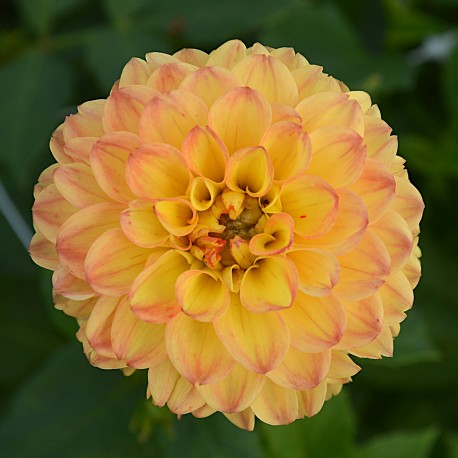DAHLIA 'SUNNY BOY' 1-pack