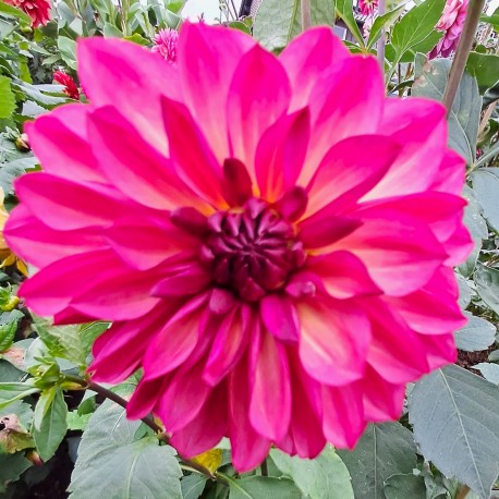 DAHLIA 'BACARDI' 1-pack